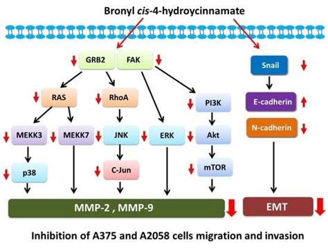 Bornyl cis-4-Hydroxycinnamate Suppresses Cell Metastasis of Melanoma ...