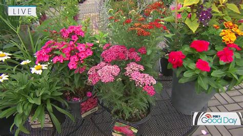 Gardening tips: Choosing the best perennials with the lasting blooms ...