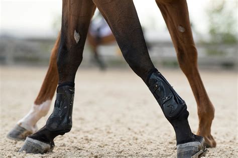 Lumps & Baffling Bumps: What's a Horse Chestnut? - Horse Rookie