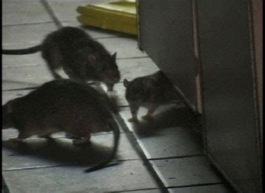美国纽约一肯德基餐厅内“老鼠成群”(组图)-搜狐新闻