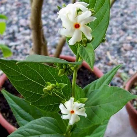 Buy Clerodendrum Inerme (Koinal) - Plant online from Nurserylive at ...