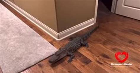 Video: Authorities rescue five-foot alligator that entered a US home ...