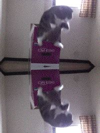 Image result for Pascal Recursion GIF