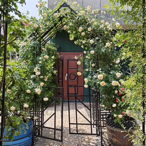 xCloud Black Metal Garden Arch with Gate 58.07"x97.24" - Rustproof ...