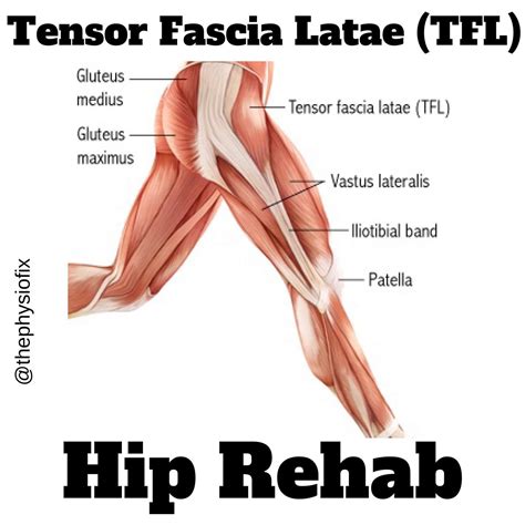 Tensor Fasciae Latae Muscle