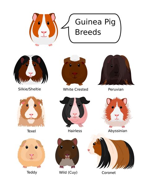 Guinea Pig Breeds Complete Guide 2023 Northern Nester, 48% OFF
