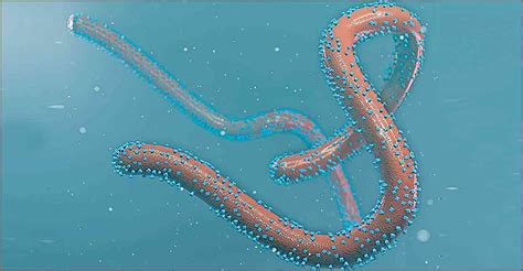 How deadly is the Marburg virus?