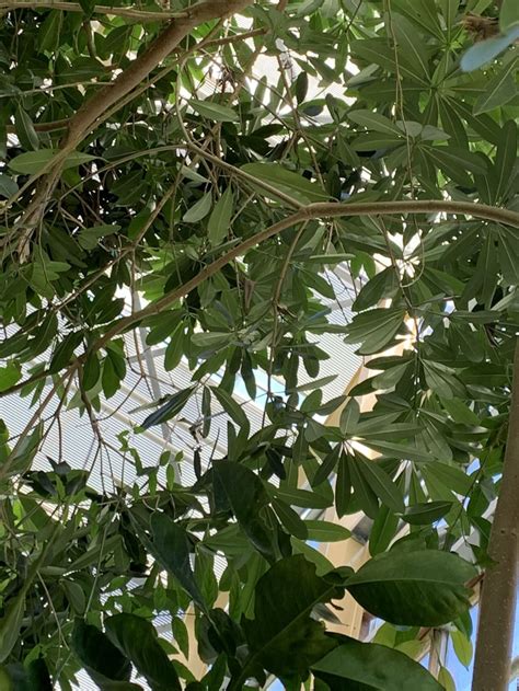 Alstonia scholaris - Dita bark, Blackboard tree, Devil tree | Hortus ...