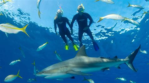 Snorkeling Adventure in Bahamas with Tropical Reefs & Sharks