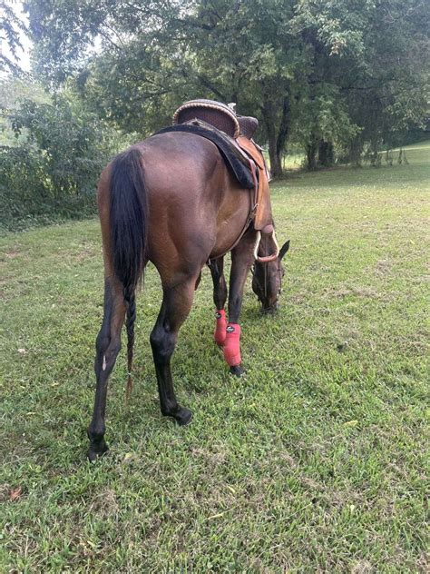 Petite Quarter Horse Gelding