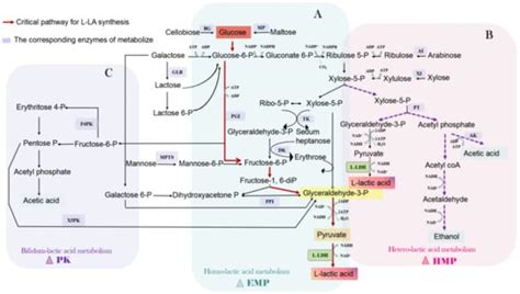 Engineered Microbial Cell Factories for Sustainable Production of L ...