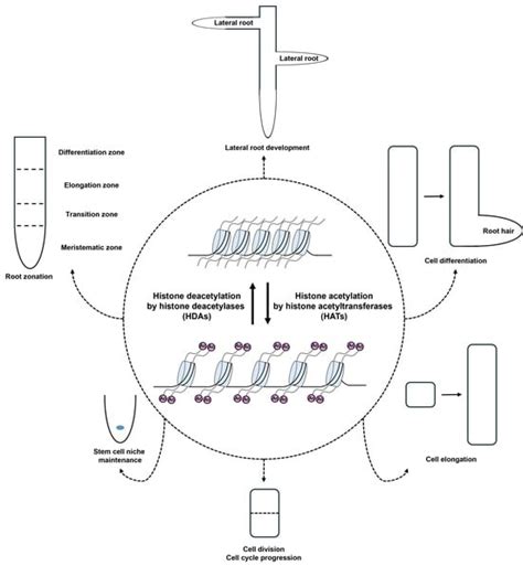 Plants | Special Issue : Root Development and Adaptations