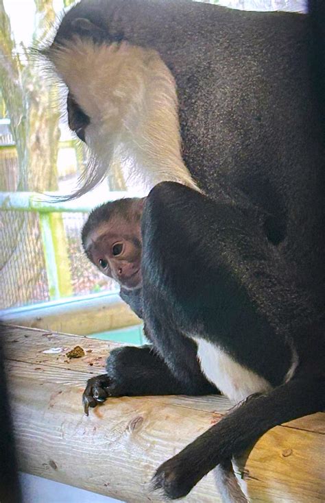 Image result for Alien Monkey Baby