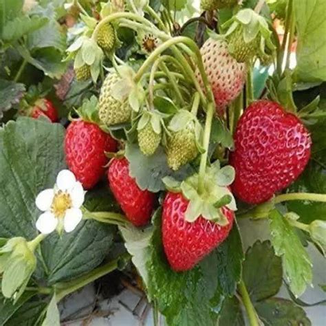 MAA Strawberry, Strawberries Seed Price in India - Buy MAA Strawberry ...