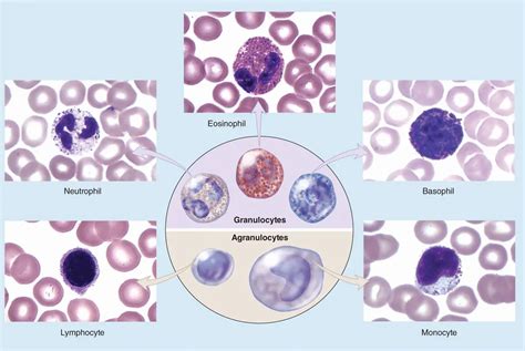 Image result for Blood Cells Structure and Function