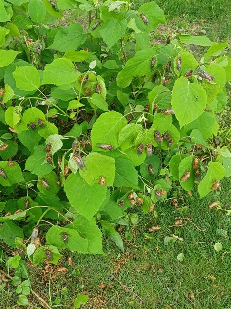 Periodical Cicadas Emerge on Cape Cod – What You Need to Know - 1 ...