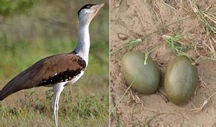 UPSC IAS Preparation Books and Magazines- Civil Services Chronicle