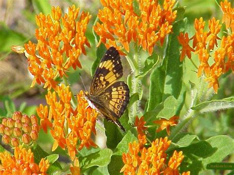 CaribbeanGarden Butterfly Weed, Flowers Seed (Asclepias tuberosa) India ...