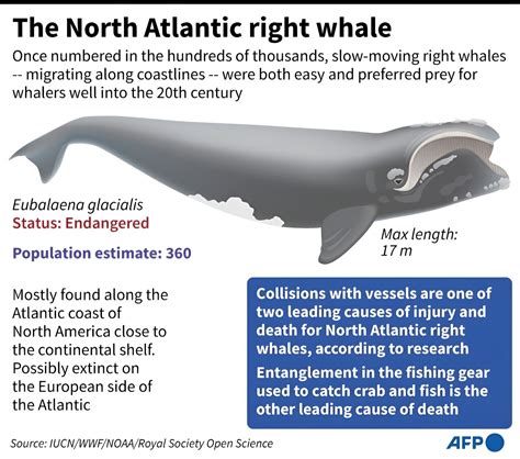 North Atlantic Right Whale Endangered