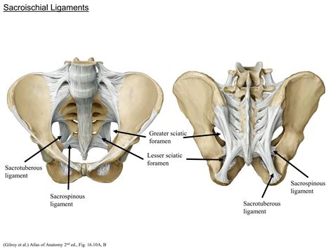 Pelvis Anatomy Lecture 1-Structure of the Pelvic Wall 2016.pdf