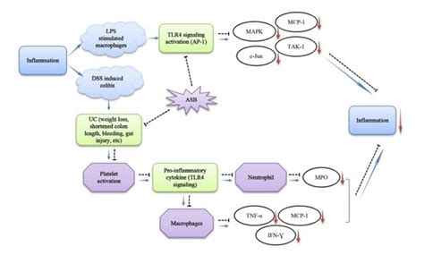 Dietary Supplementation with Sea Bass (Lateolabrax maculatus ...