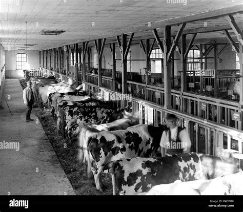 Finland History - I. K. Inha: Cowshed, Finnish Agriculture, 1899 Stock Photo - Alamy