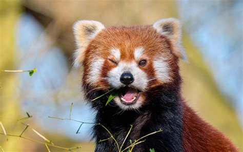 Download wallpaper 2560x1600 red panda, leaves, branch, wildlife ...