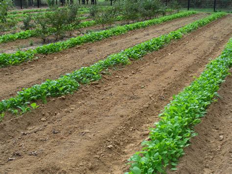 It’s Time to Plant Mustard Greens