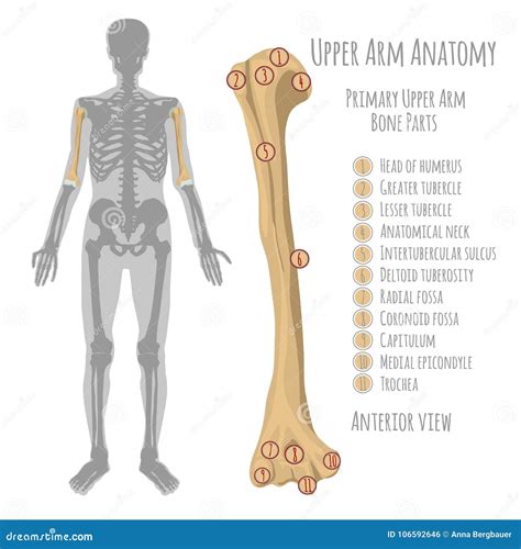 Lower Arm Bone Names at James Jain blog