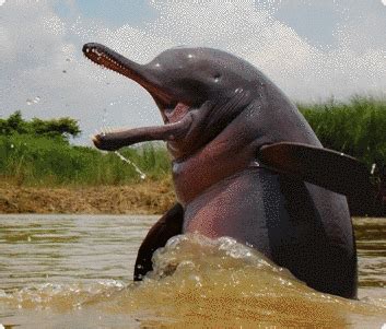 About Ganga Prahari | Wildlife Institute of India, an Autonomous ...