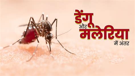 World Malaria Day: डेंगू और मलेरिया में अंतर और इनके लक्षण | What is ...