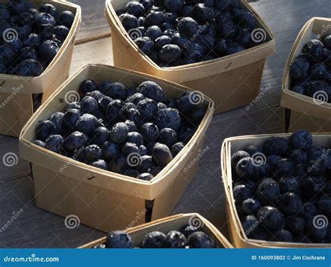 Small Baskets of Farmers Market Ready Pints of Blueberries Stock Photo ...