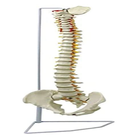 Vertebral Column Flexible Model Life Size PVC – MeddeyGo.com