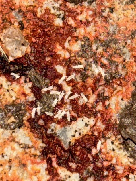 Image result for Spring Tails Fast