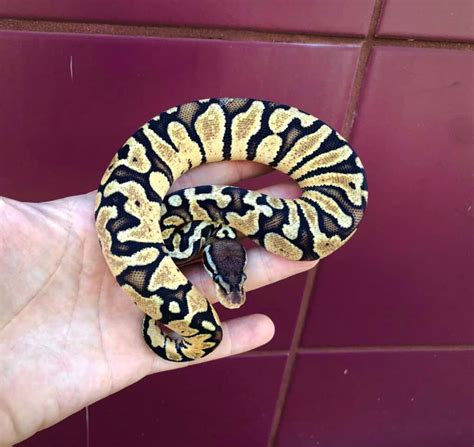 Image result for Rarest Python