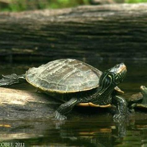 Image result for Map Turtle