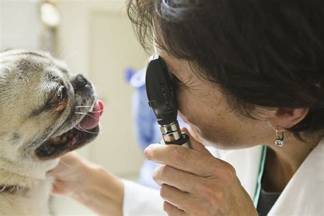 Dogs Getting into Pot 的图像结果