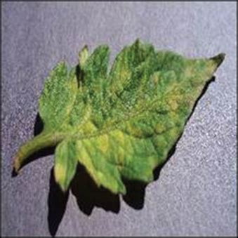 Programming Tools for Plant Disease Prediction Using CNN 的图像结果