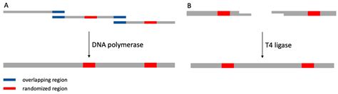 Easily Established and Multifunctional Synthetic Nanobody Libraries as ...
