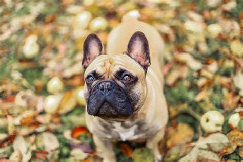 A guide to French Bulldogs: lifespan, temperament, and more - Bella+Duke
