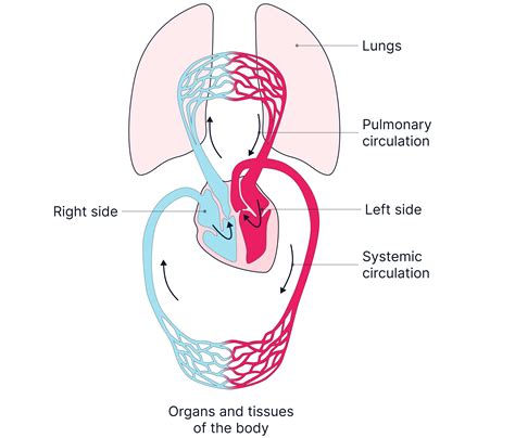 The circulatory system - AQA A-Level Biology
