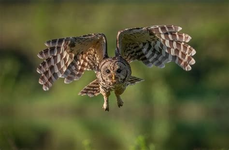 Barred Owl Wingspan