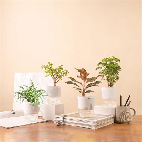 KYARI Jade-Spider-Aralia Green-Aglaonema Lipstick Combo of 4 Indoor ...