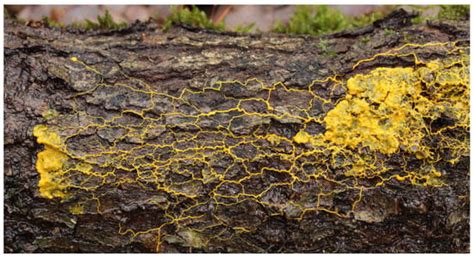 Physarum-Inspired Bicycle Lane Network Design in a Congested Megacity