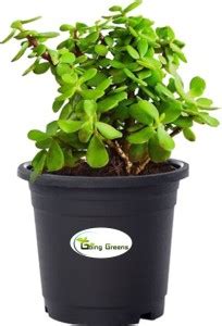Going Greens Jade Plant Price in India - Buy Going Greens Jade Plant ...