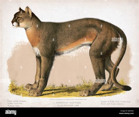 Flesh eating animals hi-res stock photography and images - Alamy