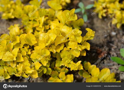 Golden Creeping Jenny Leaves Latin Name Lysimachia Nummularia Aurea ...
