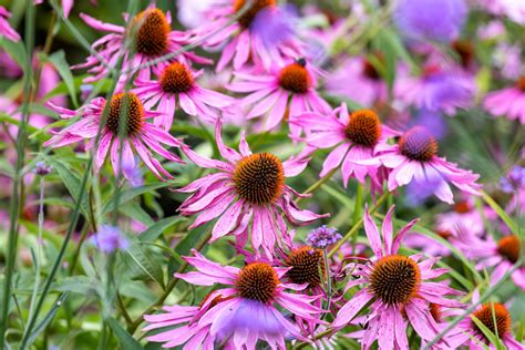 Medicinal herb garden in pots