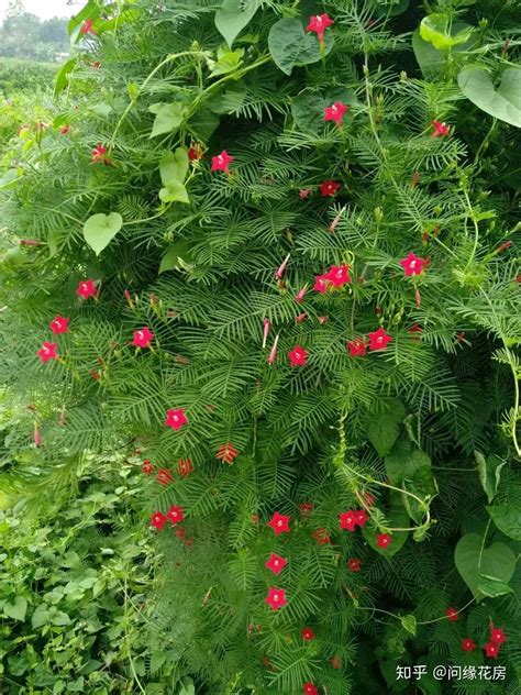 这8种藤本植物，每一种都能轻松实现你的“花墙”梦！ - 知乎