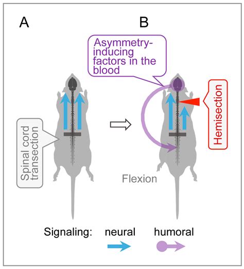 Acute Postural Effects of Spinal Cord Injury: Dual Neural Opioid and ...